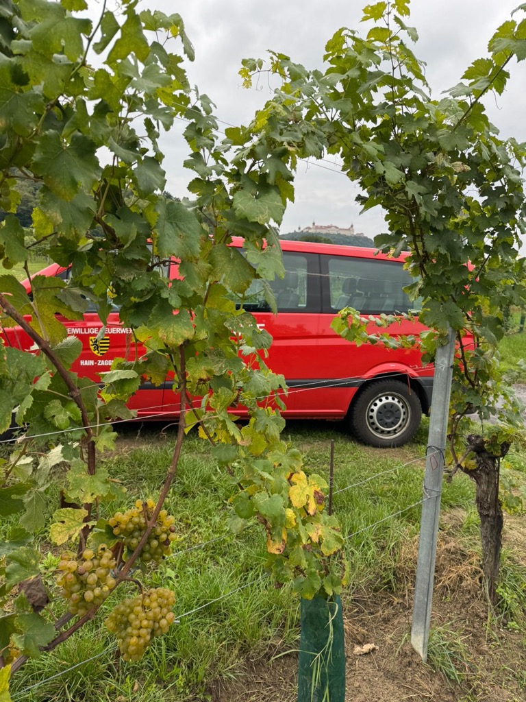 Weinlese